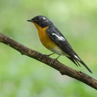 Vogel Fotografie, Vogel Bild, die meisten schön Vogel Fotografie, Natur Fotografie foto