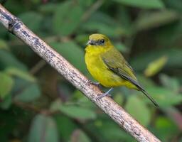 Vogel Fotografie, Vogel Bild, die meisten schön Vogel Fotografie, Natur Fotografie foto