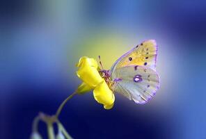 Monarch, schön Schmetterling Fotografie, schön Schmetterling auf Blume, Makro Fotografie, schön Natur foto