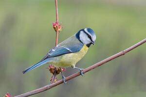 Vogel Fotografie, Vogel Bild, die meisten schön Vogel Fotografie, Natur Fotografie foto