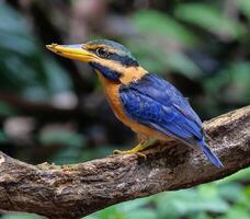 Vogel Fotografie, Vogel Bild, die meisten schön Vogel Fotografie, Natur Fotografie foto