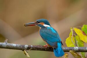 Vogel Fotografie, Vogel Bild, die meisten schön Vogel Fotografie, Natur Fotografie foto