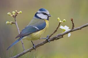 Vogel Fotografie, Vogel Bild, die meisten schön Vogel Fotografie, Natur Fotografie foto