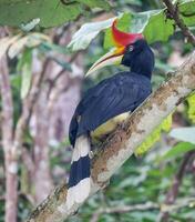 Vogel Fotografie, Vogel Bild, die meisten schön Vogel Fotografie, Natur Fotografie foto