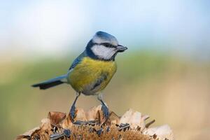 Vogel Fotografie, Vogel Bild, die meisten schön Vogel Fotografie, Natur Fotografie foto