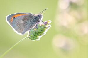 Monarch, schön Schmetterling Fotografie, schön Schmetterling auf Blume, Makro Fotografie, schön Natur foto