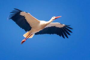 Vogel Fotografie, Vogel Bild, die meisten schön Vogel Fotografie, Natur Fotografie foto