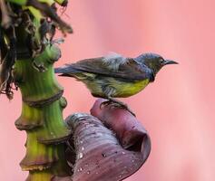 Vogel Fotografie, Vogel Bild, die meisten schön Vogel Fotografie, Natur Fotografie foto