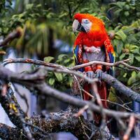 Vogel Fotografie, Vogel Bild, die meisten schön Vogel Fotografie, Natur Fotografie foto