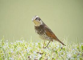 Vogel Fotografie, Vogel Bild, die meisten schön Vogel Fotografie, Natur Fotografie foto