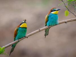 Vogel Fotografie, Vogel Bild, die meisten schön Vogel Fotografie, Natur Fotografie foto