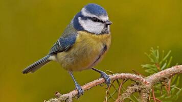 Vogel Fotografie, Vogel Bild, die meisten schön Vogel Fotografie, Natur Fotografie foto