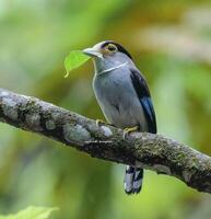 Vogel Fotografie, Vogel Bild, die meisten schön Vogel Fotografie, Natur Fotografie foto