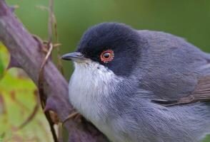 Vogel Fotografie, Vogel Bild, die meisten schön Vogel Fotografie, Natur Fotografie foto