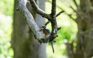 Vogel Fotografie, Vogel Bild, die meisten schön Vogel Fotografie, Natur Fotografie foto