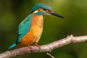 Vogel Fotografie, Vogel Bild, die meisten schön Vogel Fotografie, Natur Fotografie foto