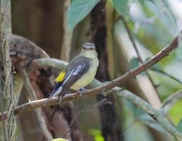 Vogel Fotografie, Vogel Bild, die meisten schön Vogel Fotografie, Natur Fotografie foto