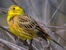 Vogel Fotografie, Vogel Bild, die meisten schön Vogel Fotografie, Natur Fotografie foto