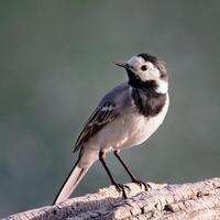 Vogel Fotografie, Vogel Bild, die meisten schön Vogel Fotografie, Natur Fotografie foto