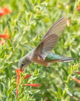 Vogel Fotografie, Vogel Bild, die meisten schön Vogel Fotografie, Natur Fotografie foto