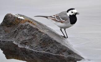 Vogel Fotografie, Vogel Bild, die meisten schön Vogel Fotografie, Natur Fotografie foto