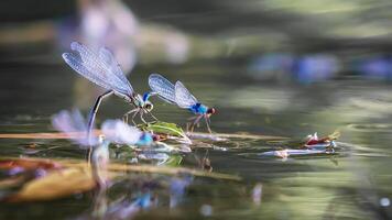 Libelle Fotografie, Nahansicht Schuss von ein Libelle im das natürlich Umgebung foto