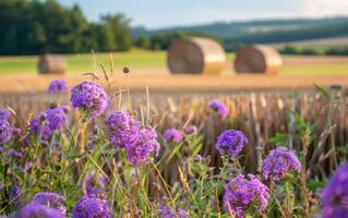 ai generiert lila Blumen und Heu Ballen im das Hintergrund foto