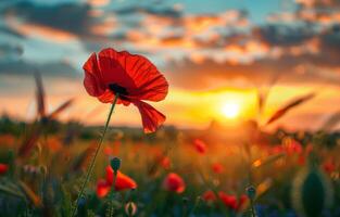 ai generiert rot Mohn im das Feld beim Sonnenuntergang foto