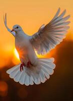 ai generiert Weiß Taube. ein Weiß Taube fliegend im das Himmel beim Sonnenuntergang foto