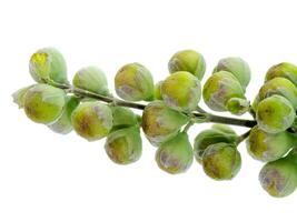 schließen oben von vitex trifolia foto