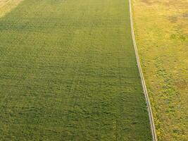 Antenne Aussicht auf Grün Weizen Feld im Landschaft. Feld von Weizen weht im das Wind auf Sonnenuntergang. jung und Grün Ährchen. Ohren von Gerste Ernte im Natur. Agronomie, Industrie und Essen Produktion. foto