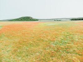 Feld von rot Mohn. Antenne Sicht. schön Feld scharlachrot Mohnblumen Blumen mit selektiv Fokus. rot Mohnblumen im Sanft Licht. Lichtung von rot Mohn. Papaver sp. niemand foto