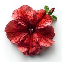 ai generiert rot Petunie Blume isoliert auf Weiß Schatten mit Hintergrund. rot Blume isoliert. Petunie oben Aussicht foto