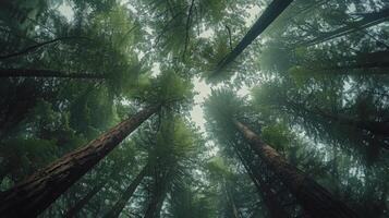 ai generiert üppig Grün Wald gefüllt mit Bäume foto