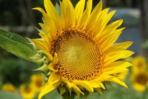 ein Sonnenblume mit ein Gelb Blume und Blätter foto