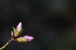 Mandel Baum Blumen im Knospe im Frühling, Nahansicht. foto