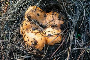 Lactarius lachsfarben ist ein Spezies von essbar Pilz von das russulaceae Familie. foto