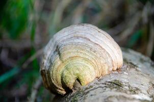 Tinder Pilz, Feinde fomentarius auf ein alt Eiche Baum Kofferraum Verlegung im Wald. foto