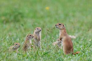 ein Gruppe von neugierig Boden Eichhörnchen Welpen im das Gras. süß komisch Tier Boden Eichhörnchen. Grün Natur Hintergrund. foto