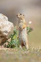 anatolisch Souslik-Boden Eichhörnchen Spermophilus xanthoprymnus Stehen Nächster zu ein Felsen. foto