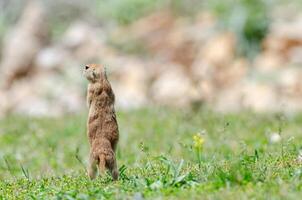 Boden Eichhörnchen mit seine zurück gedreht. süß komisch Tier Boden Eichhörnchen. Grün Natur Hintergrund. foto