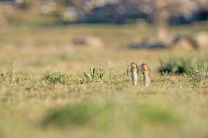 ein Paar von Stehen anatolisch Souslik-Boden Eichhörnchen Spermophilus xanthoprymnus. foto