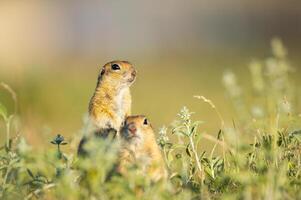 anatolisch Souslik-Boden Eichhörnchen Spermophilus xanthoprymnus Familie unter das Gräser. foto