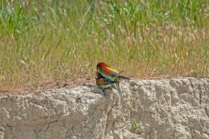 europäisch Bienenfresser, merops Apiaster Paarung beim das Nest Seite? ˅. foto