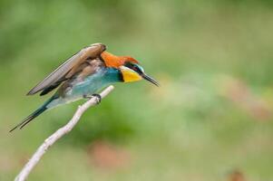 europäisch Bienenfresser, merops Apiaster auf das Ast. Grün Hintergrund. bunt Vögel. foto