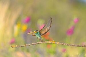 bunt Bienenfresser und bunt Hintergrund. foto