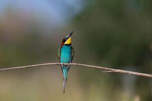 europäisch Bienenesser merops Apiaster Stehen auf ein Ast. natürlich, verschwommen Hintergrund. foto