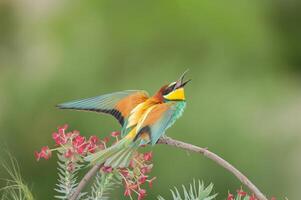 europäisch Bienenesser, merops Apiaster, suchen beim das Himmel. Grün Hintergrund. bunt Vögel. foto