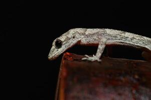 Nahansicht von Kotschys mit nackten Zehen Gecko im es ist natürlich Lebensraum, auf ein Baum Stumpf Mediodactylus Kotschyi. ein Gecko Lecken es ist Auge. foto