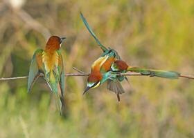 europäisch Biene Esser merops Apiaster Kampf auf ein Ast foto